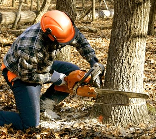 Tree Removal in Greenland, MI